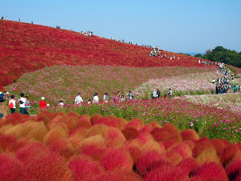 Самые красивые парки мира: Парк Хитачи-Сисайд в Японии (35 фото)