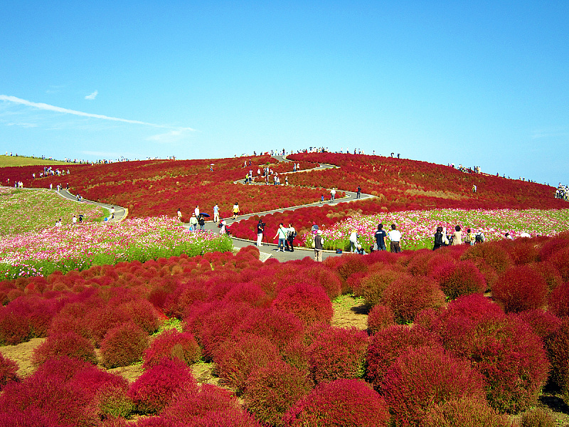 Самые красивые парки мира: Парк Хитачи-Сисайд в Японии (35 фото)